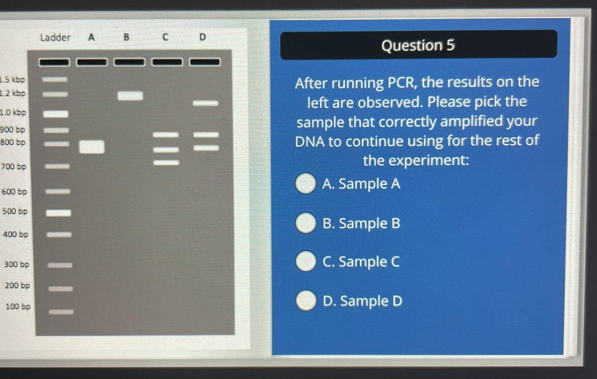Solved Question 5After running PCR, ﻿the results on the left | Chegg.com
