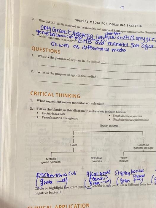 solved-3-how-did-the-results-observed-on-the-mannitol-chegg