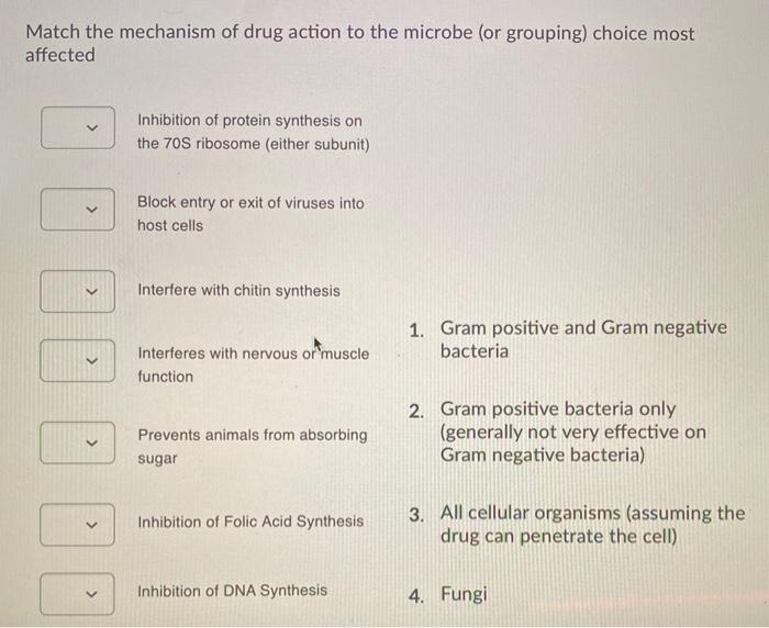 Solved Match the mechanism of drug action to the microbe (or | Chegg.com