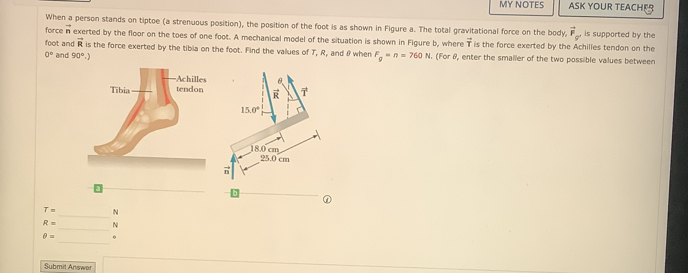 Solved ASK YOUR TEACHIRWhen a person stands on tiptoe (a | Chegg.com