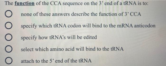 Solved The function of the CCA sequence on the 3' end of a | Chegg.com