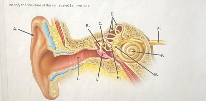 Solved Identify the structure of the ear labeled J shown Chegg com