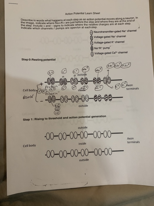Solved Action Potential Learn Sheet Describe in words what | Chegg.com