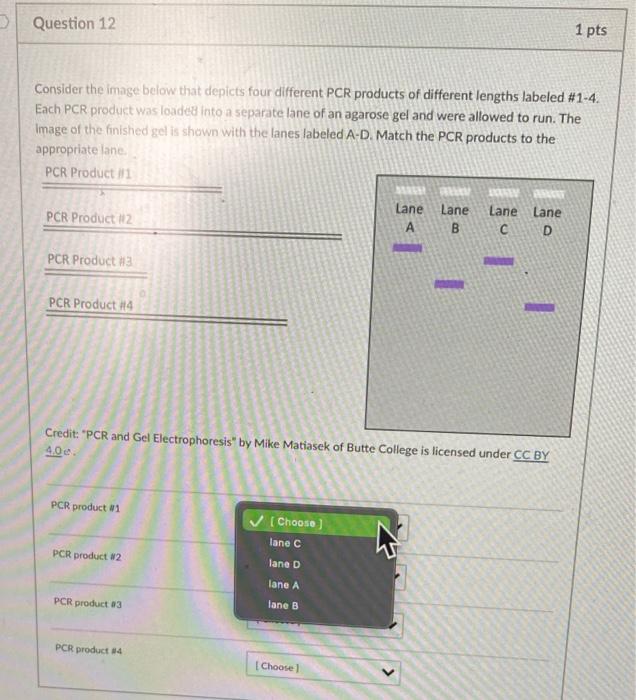 Solved Question 11 1 pts Which direction will DNA fragments | Chegg.com