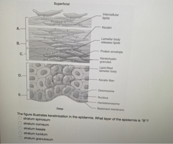 Solved Superficial Intercellular lipids Keratin Lamellar | Chegg.com