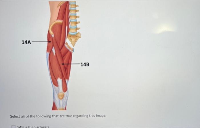 Solved 14A 14B Select all of the following that are true | Chegg.com