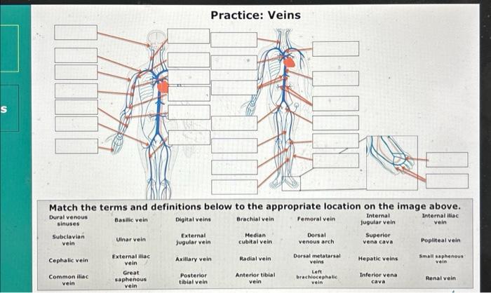Solved Practice: Veins \begin{tabular}{|c|c|c|c|c|c|c|} | Chegg.com