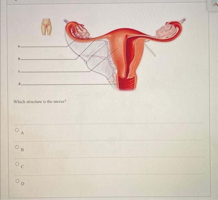 Solved Which Structure Is The Uterus? A B C 