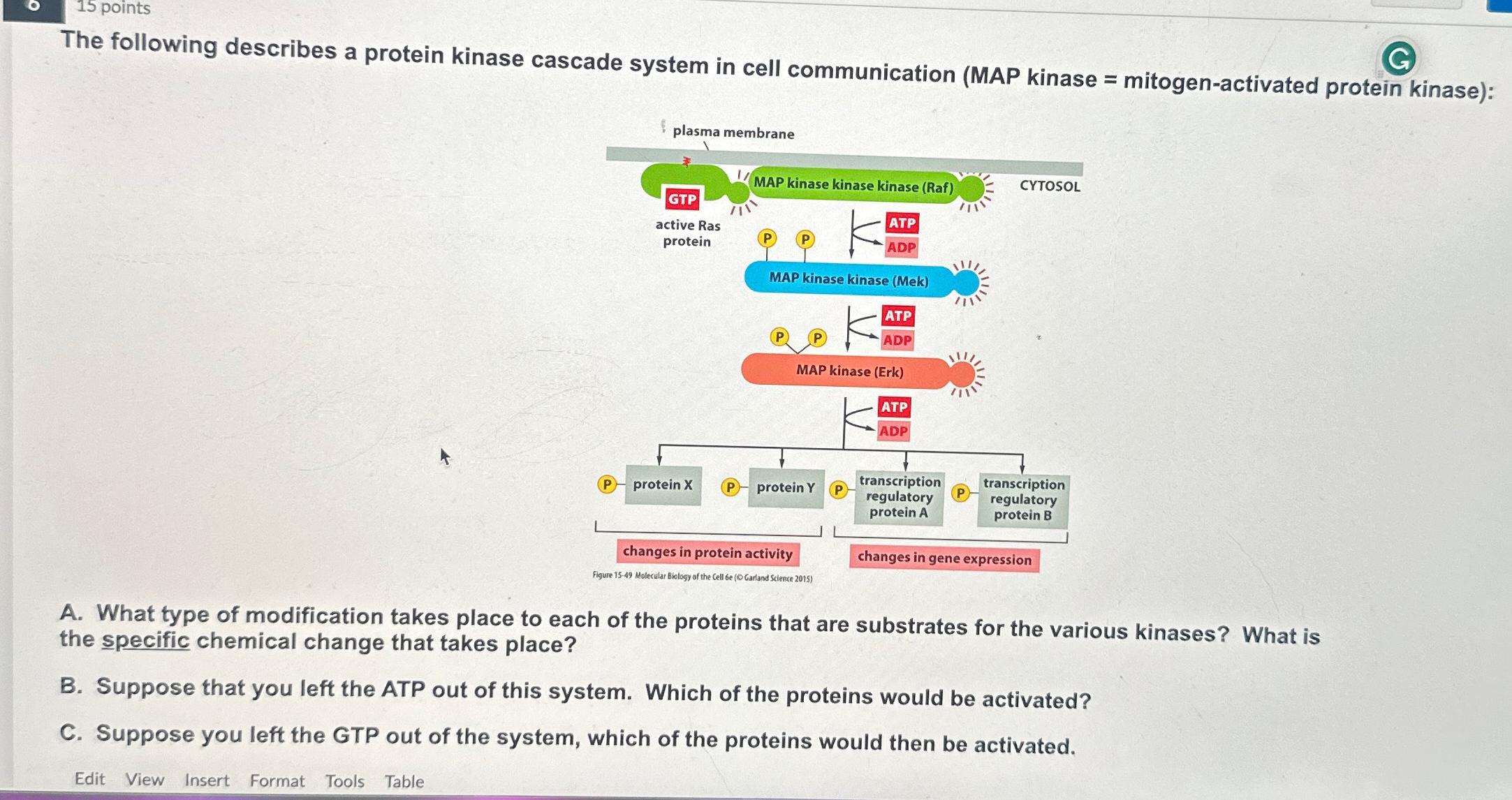 Solved The following describes a protein kinase cascade | Chegg.com