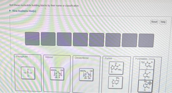 Solved Sort these nucleotide building blocks by their name | Chegg.com