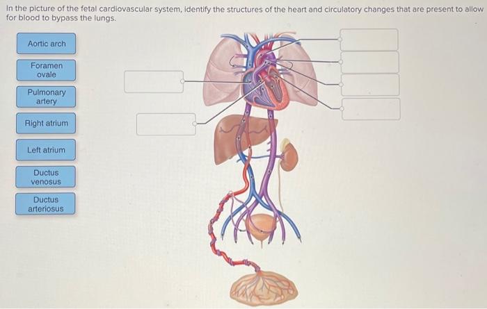 Solved In the picture of the fetal cardiovascular system, | Chegg.com