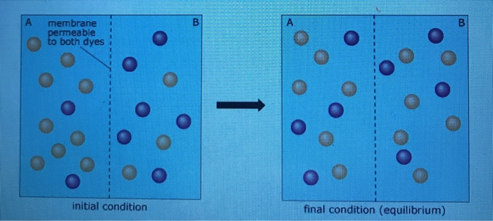 Solved Statement When is this true? 1. Orange dye moves | Chegg.com