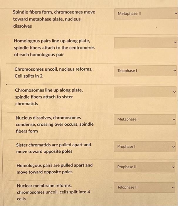 Solved Spindle fibers form, chromosomes move toward