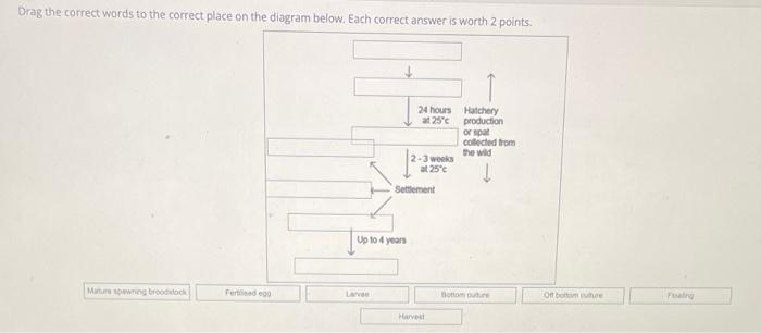 Drag the correct words to the correct place on the | Chegg.com