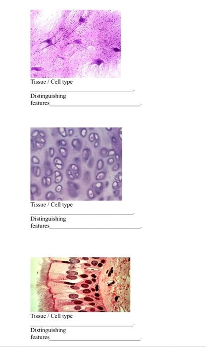 Solved PART 5 - Identify Tissue Types Exercise 1 - In the | Chegg.com