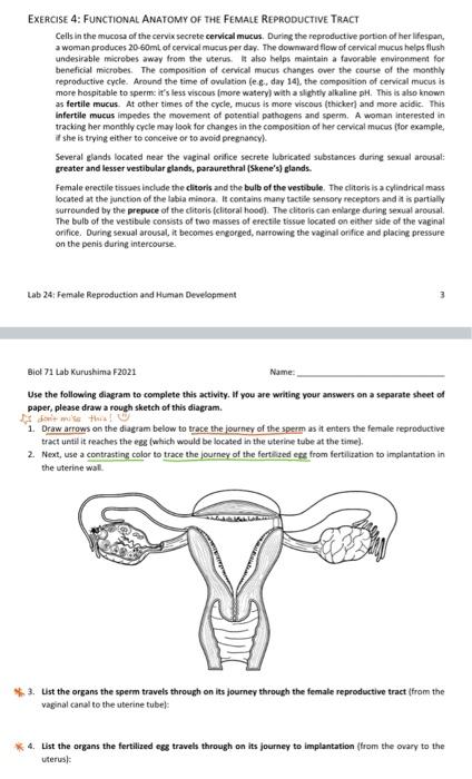 Solved Exercise 4: Functional Anatomy Of The Female 