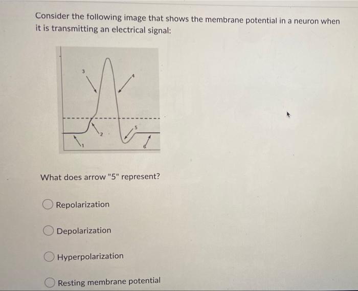 Solved Consider the following image that shows the membrane | Chegg.com