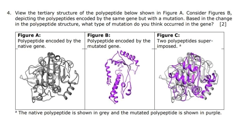 View The Tertiary Structure Of The Polypeptide Below | Chegg.com