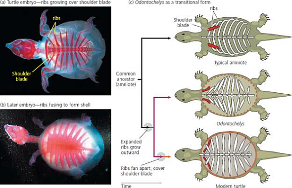 exploring-transitional-fossils-evolution-activities-biology