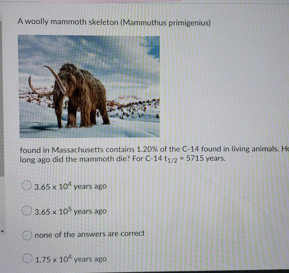 Solved A woolly mammoth skeleton (Mammuthus primigenius)