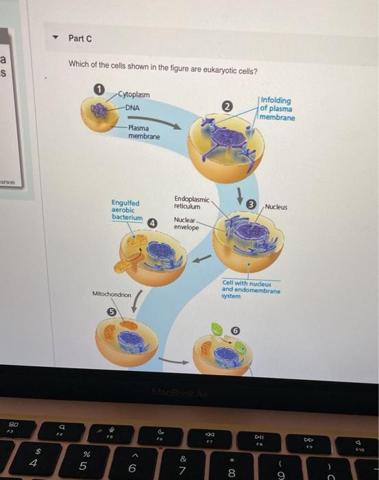 Solved Part A In the origin of the eukaryotes, endosymbiosis | Chegg.com