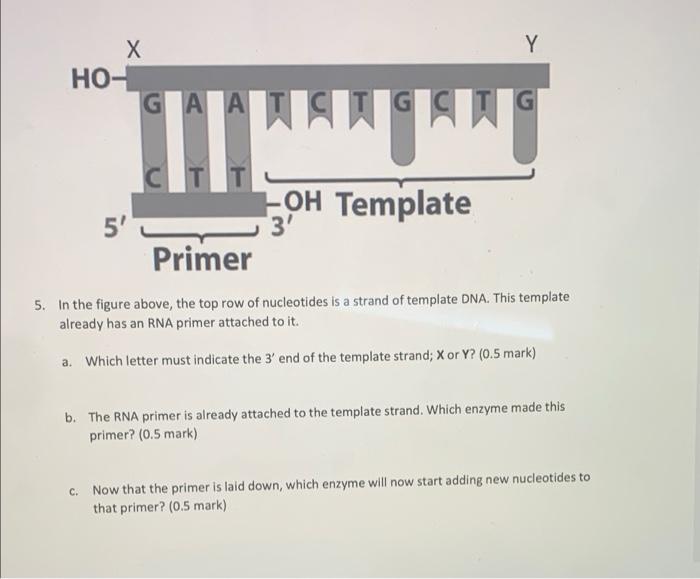 Solved Y Y Х HO- G A A G G wongan -OH Template 3' 5' Primer