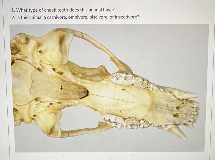 Solved 1. What type of cheek teeth does this animal have? 2. 