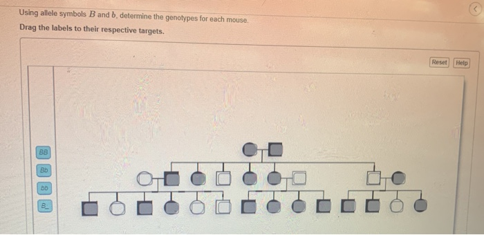 Solved Using Allele Symbols B And B, Determine The Genotypes | Chegg.com