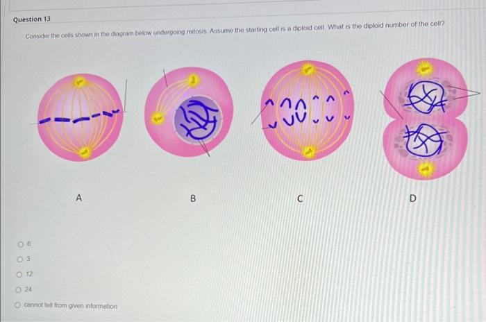 uestion 13
Consider the cells shown in the diagmen below underpoing mitosis. Assume the starting cell is a diploid cell What