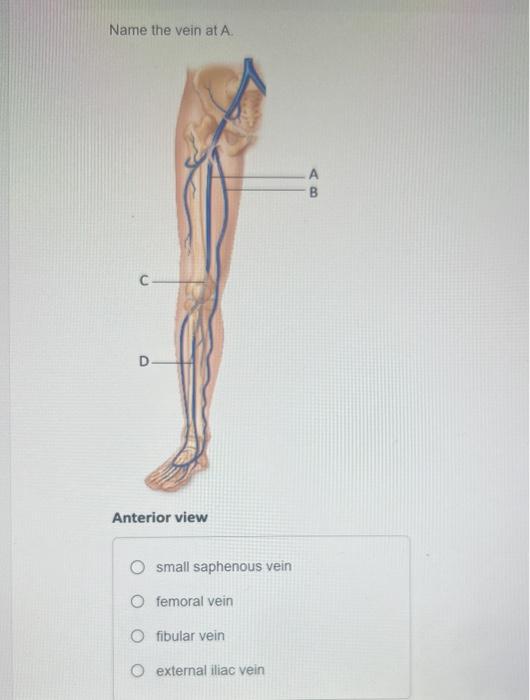 Name the vein at \( A \).
Anterior view
small saphenous vein
femoral vein
fibular vein
external iliac vein