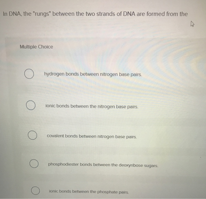 solved-in-dna-the-rungs-between-the-two-strands-of-dna-chegg