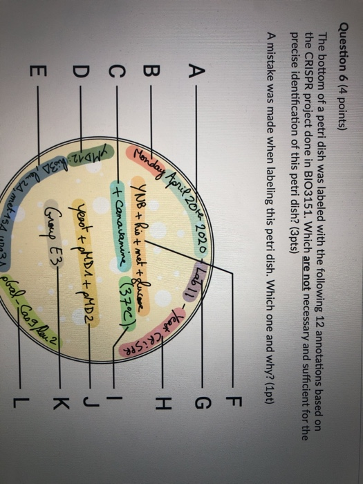 Solved Question 6 (4 points) The bottom of a petri dish was