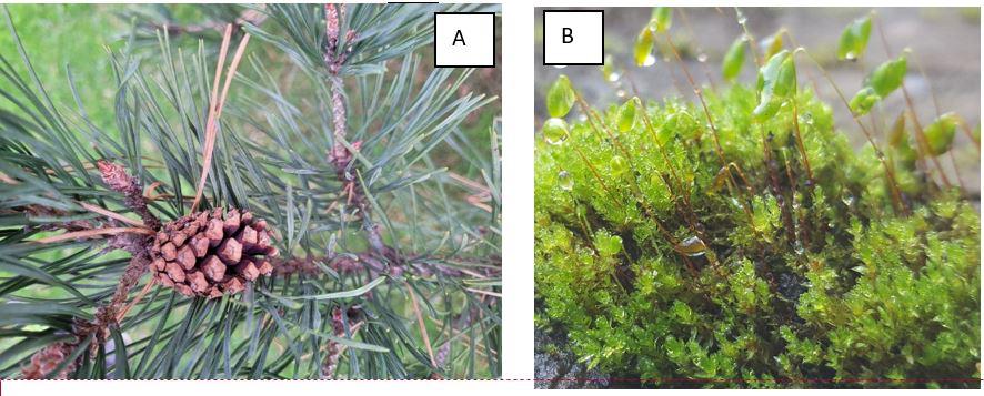 Solved Examine the plants in the images above labelled A and | Chegg.com