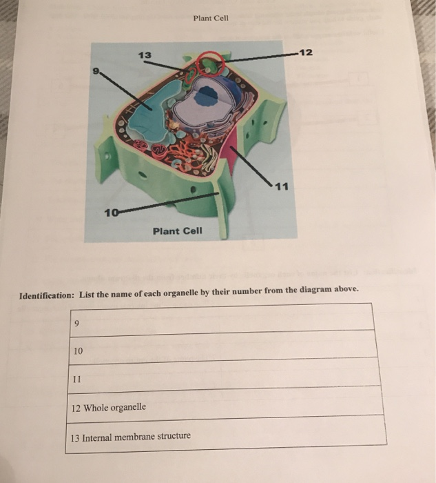 Cell Organelles Study Chart