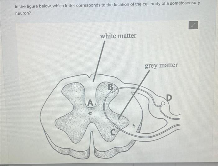 Solved In the figure below, which letter corresponds to the | Chegg.com