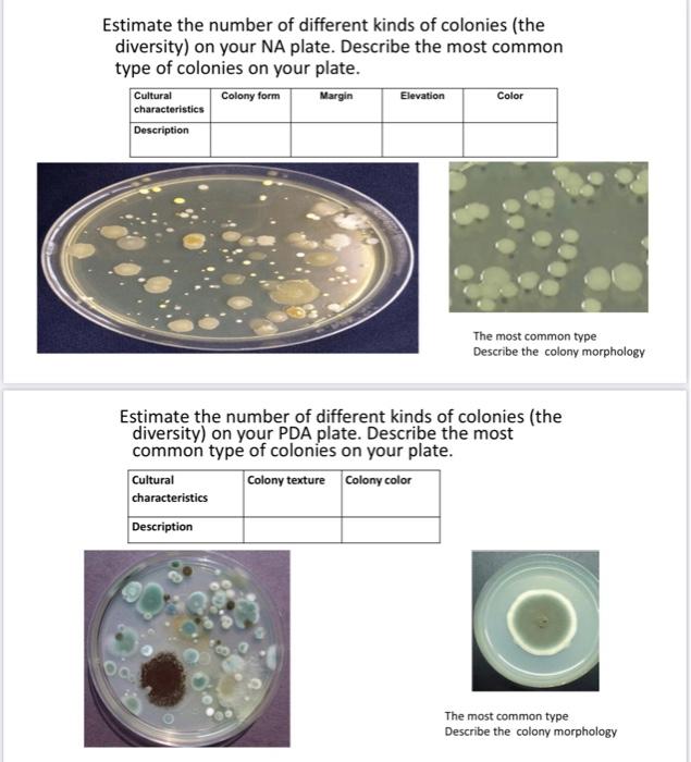 Solved 2. Estimate the number of different kinds of colonies