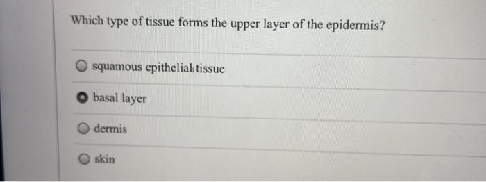 Which type of tissue forms the upper layer of the epidermis? squamous epithelial tissue basal layer dermis skin