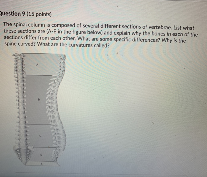 Spinal Column Point Solved Question 9 (15 points) The spinal column is composed | Chegg.com