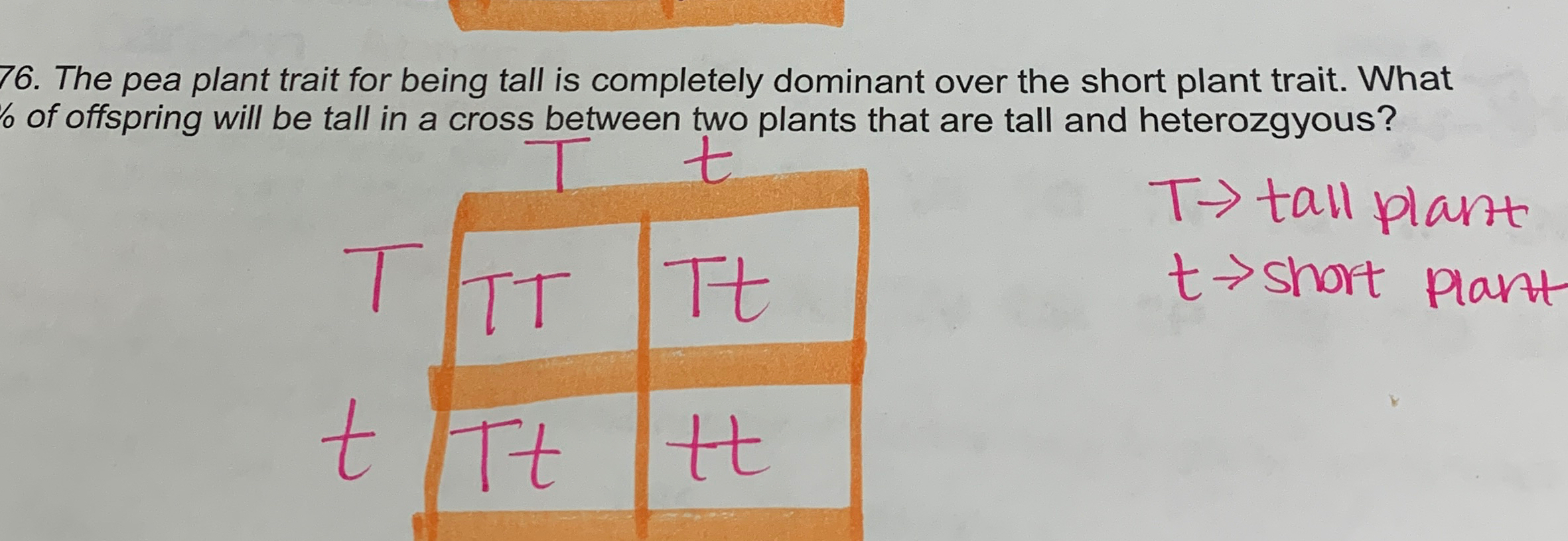 Solved The pea plant trait for being tall is completely | Chegg.com
