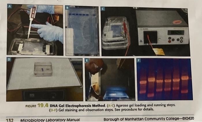 Solved 1. Based On Your Results, The DNA Sample Obtained | Chegg.com