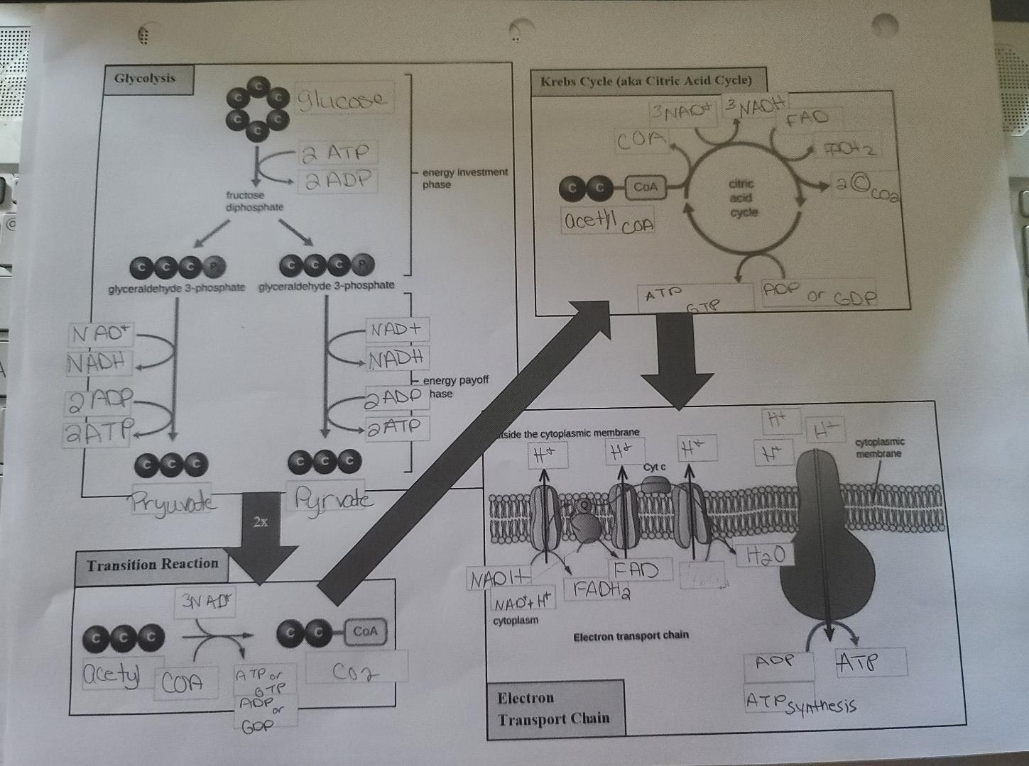 Aerobic Cellular Respiration | Chegg.com