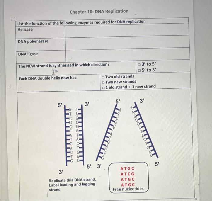 Solved Chapter 10: DNA Replication | Chegg.com