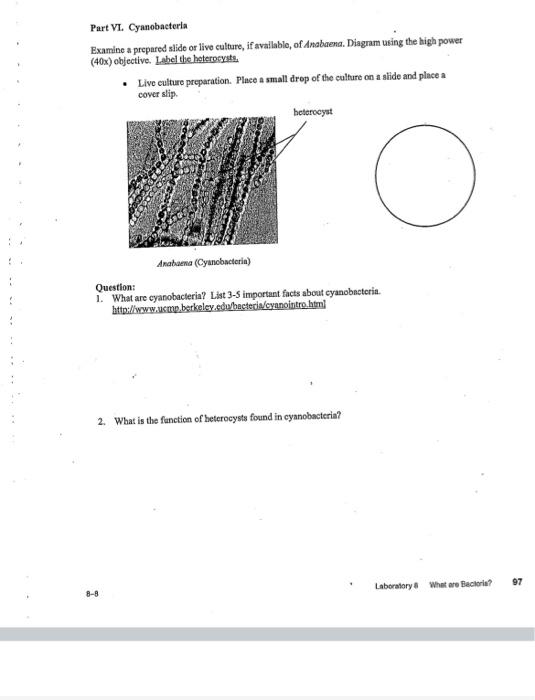 cyanobacteria diagram