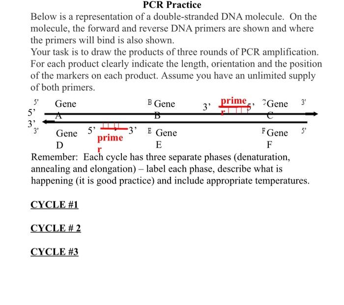 Question: PCR Practice Below Is A Representation Of A Double-stranded ...