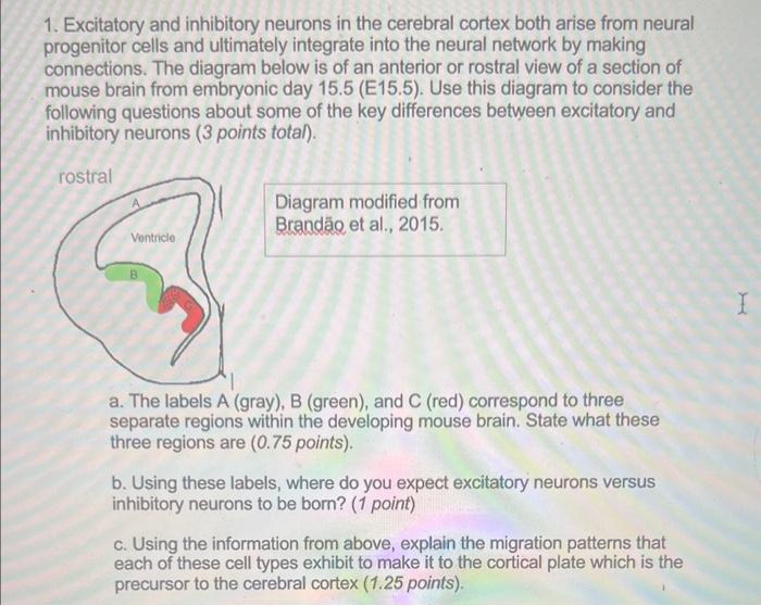 Solved 1. Excitatory and inhibitory neurons in the cerebral | Chegg.com