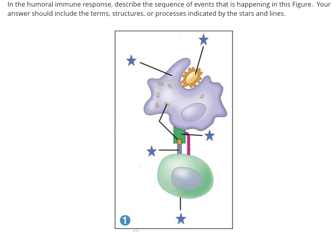 Solved In the humoral immune response, describe the sequence | Chegg.com