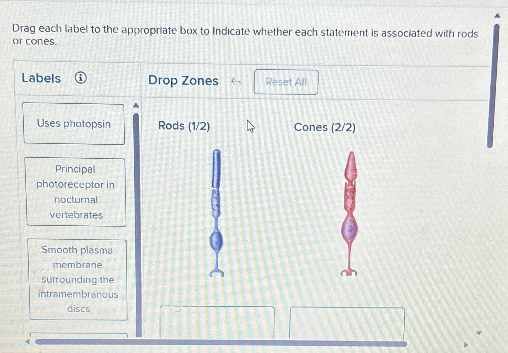 Solved Drag each label to the appropriate box to Indicate | Chegg.com