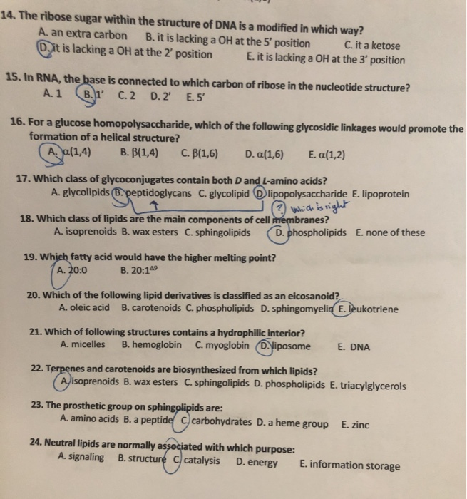 Solved 14. The ribose sugar within the structure of DNA is a