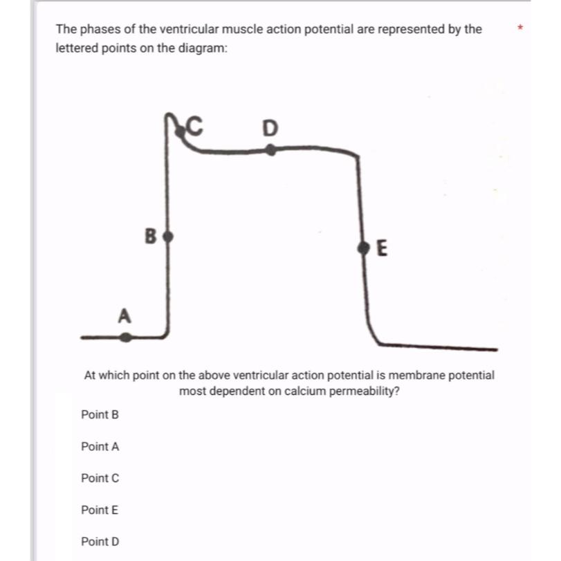 Solved The phases of the ventricular muscle action potential | Chegg.com