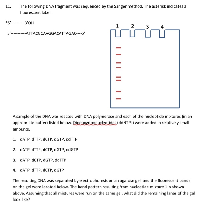 Solved 11. The following DNA fragment was sequenced by the | Chegg.com